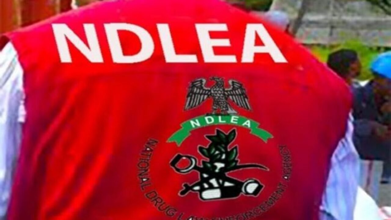 NDLEA arrests 38 suspects in Kano drug raid ahead of Eid al-Kabir 